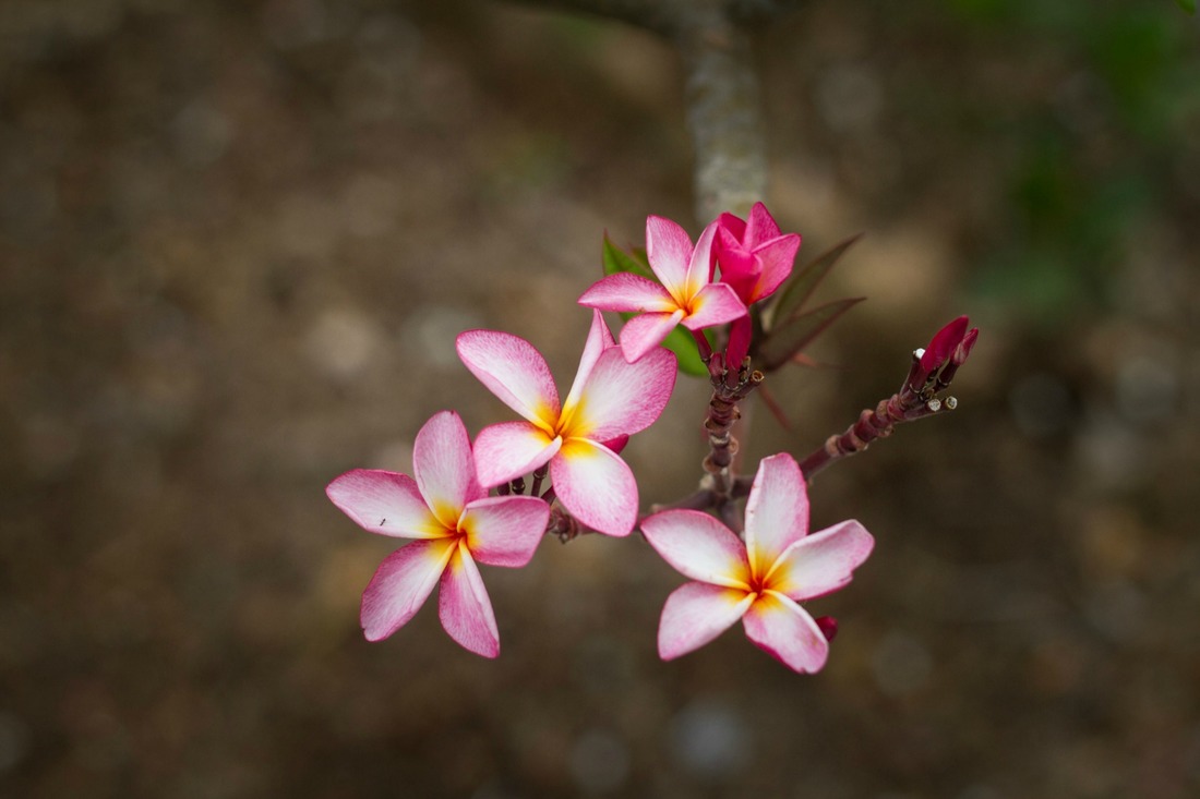 dark pink blooms on a woody branch